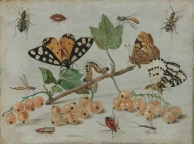 Les insectes